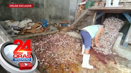 Tone-toneladang smuggled na frozen galunggong at pusit, sinira | 24 Oras Weekend