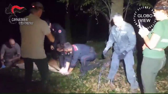 Deer with arrow in neck found and treated - video of release - Trovata e medicata la cerva con una freccia nel collo - video diffuso dai Carabinieri