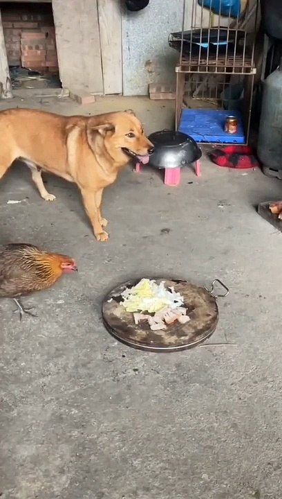 Ayam dan Anjing