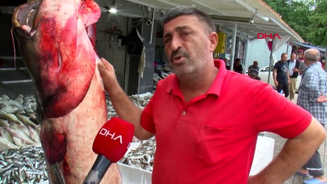 Samsun'da 94 kilogramlık yayın balığı satışa çıkarıldı