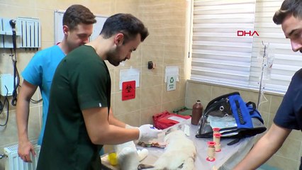 Kediye düşme sonucu platin takıldı