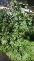 Condutor perde o controle da direção, invade canteiro e bate em árvore em Cruzeiro do Oeste