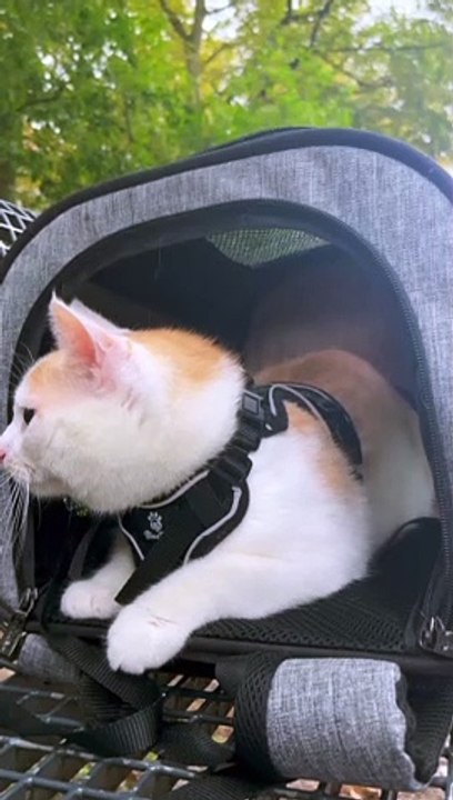 Katzenrucksack UGC Beispiel