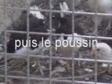 Poules de Gournay