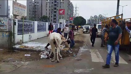 Video..... अहमदाबाद: भटकते मवेशियों के खिलाफ हरकत में मनपा