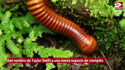 Dan nombre de Taylor Swift a una nueva especie de ciempiés