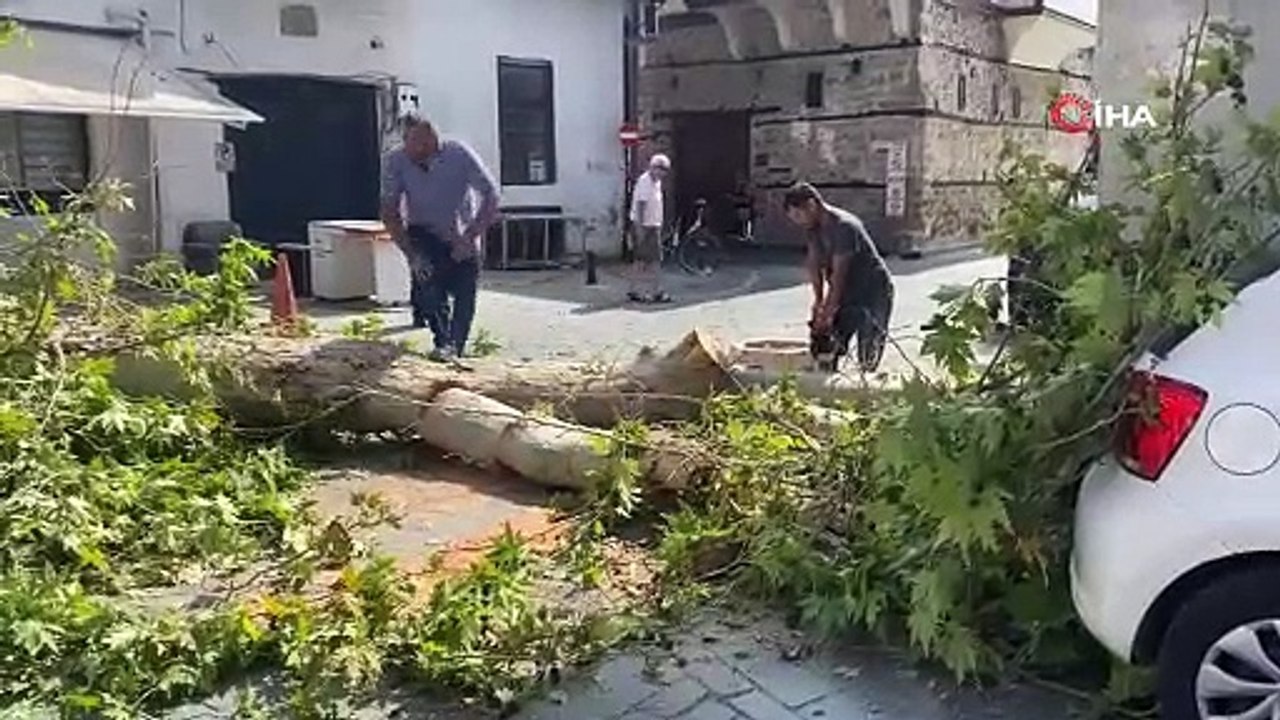 Bu minik dev Antalya'da bir ağacı devirdi
