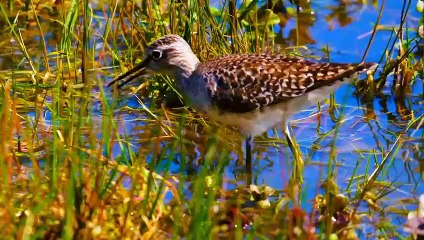 Amazing Wild Animal HD | Relaxing Video | Nature Video #nature