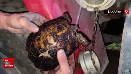 Alevler arasında yaşam savaşı: Yanan kaplumbağayı ekipler böyle kurtardı
