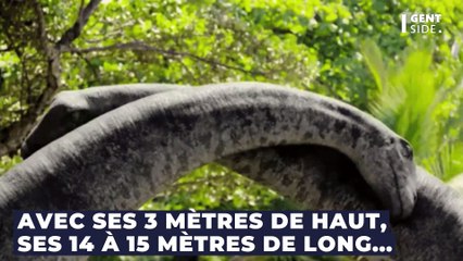 Ce fameux dinosaure avait plus de 500 dents