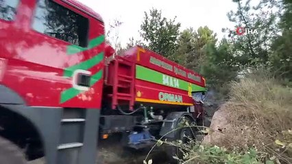 Orman Yangınında Yaralanan Kaplumbağa Kurtarıldı