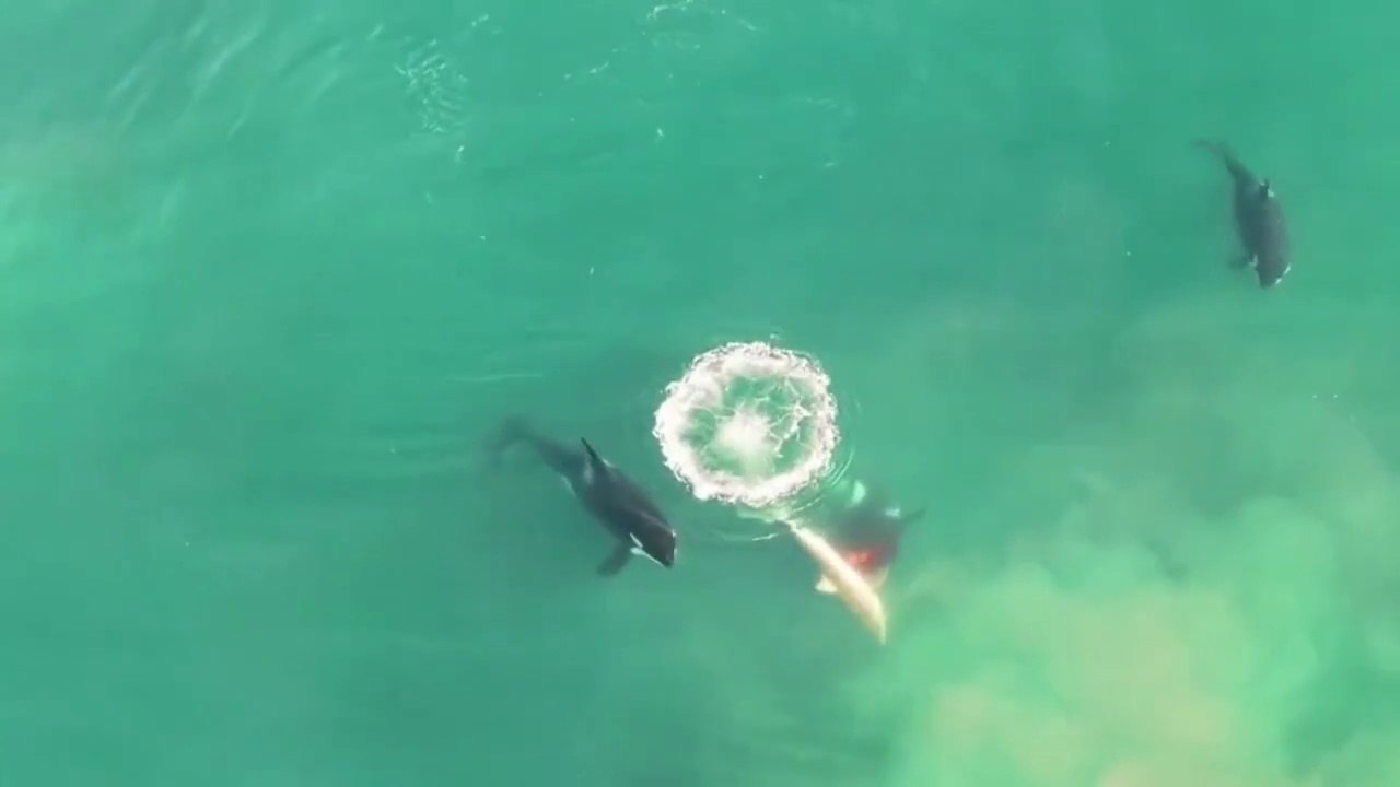 10 Animals that Hunt the Great White Shark | Killer Whale Attack