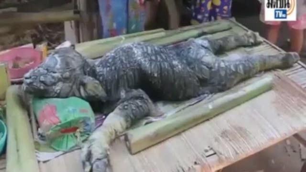 Il mistero dello strano animale, metà bufalo e metà coccodrillo