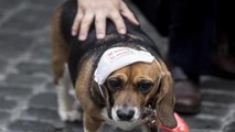 I Verdi  contro lo smog,  il testimonial è  un beagle