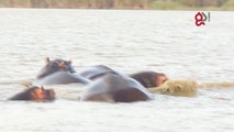 Incontro ravvicinato tra un ippopotamo e uno squalo