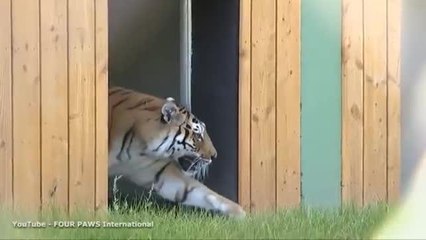 Bulgaria, l’ultima tigre  da circo liberata, sull’erba per la prima volta