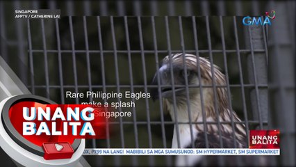 Philippine eagle na si Geothermica, pumanaw na sa edad na 19 sa Singapore | UB