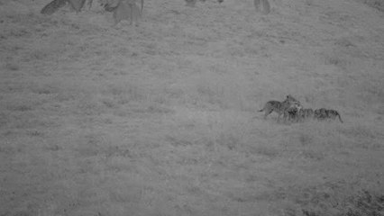 Una famiglia di lupi nelle montagne del Veronese