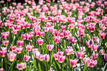 Tulip Top Gardens at Sutton opens this week
