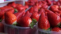 StraBerry:  «Coltivo fragole e produco energia pulita»