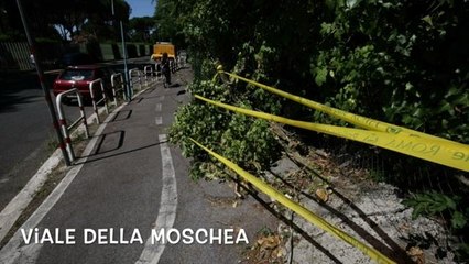 Alberi e rami pericolanti sulle ciclabili
