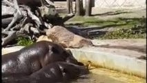 Gli ippopotami aiutano l’anatroccolo intrappolato nello stagno