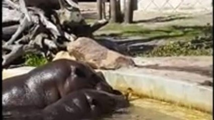 Gli ippopotami aiutano l’anatroccolo intrappolato nello stagno