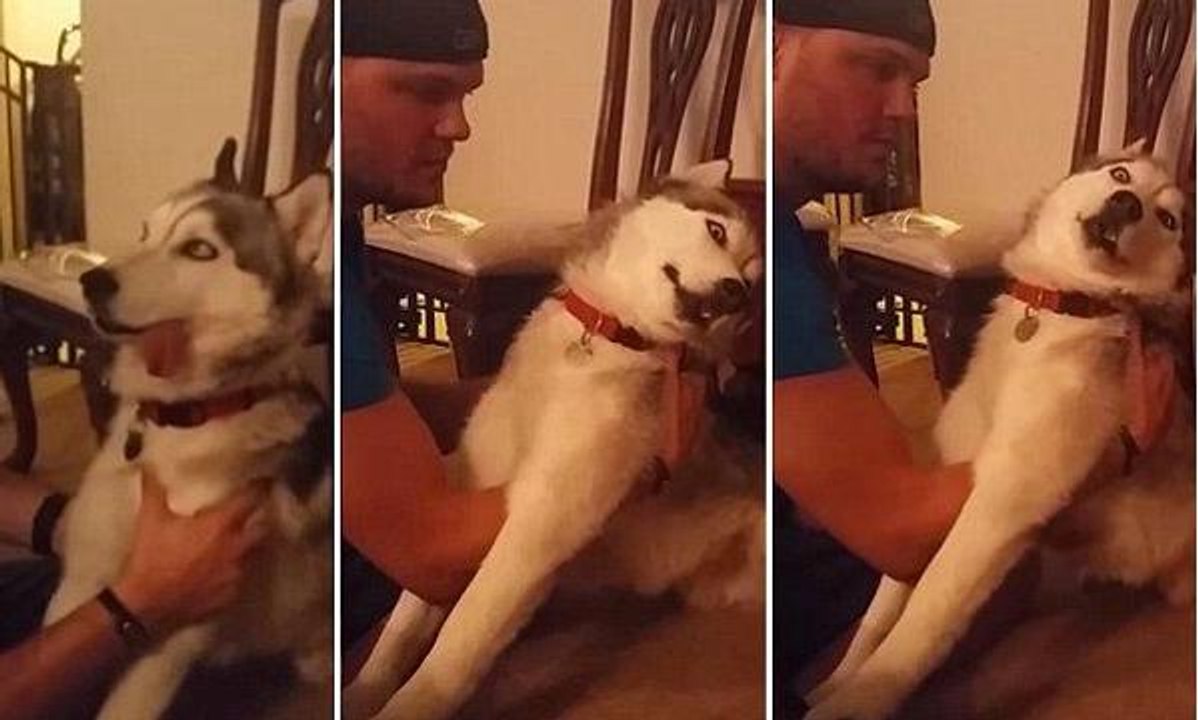 Il cane  mangia per sbaglio dolcetto alla marijuana, l’effetto   è  disastroso