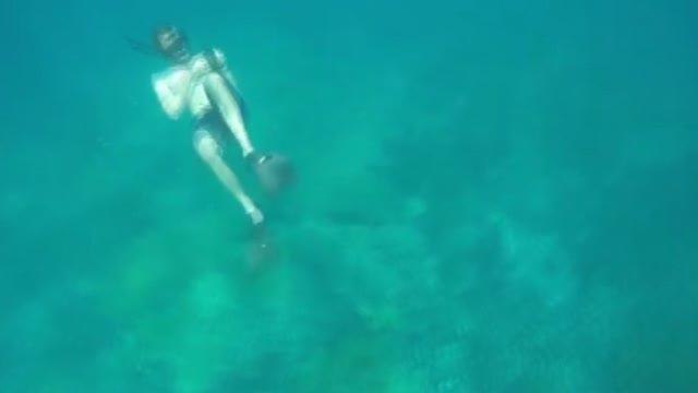 Le piroette del delfino incantano i turisti delle Hawaii