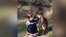 La tenera amicizia tra la bambina e il baby canguro