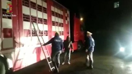 Bologna: sequestrati oltre 1500 agnelli destinati al macello