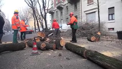 Via Foppa, abbattuti 19 olmi. I residenti: «Tagliati per i lavori della metrò 4»