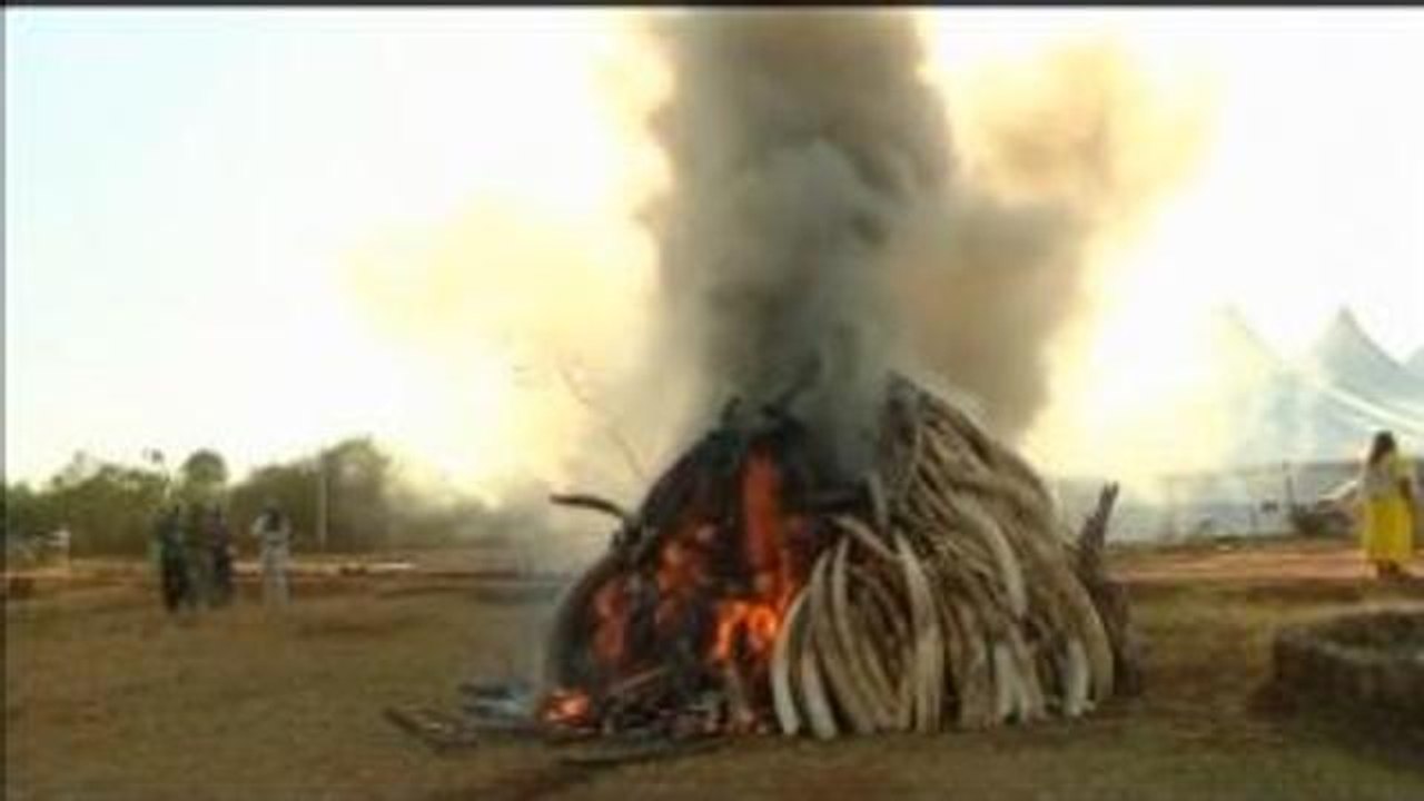 Bruciate in Kenya 15 tonnellate di avorio per il World Wildlife Day