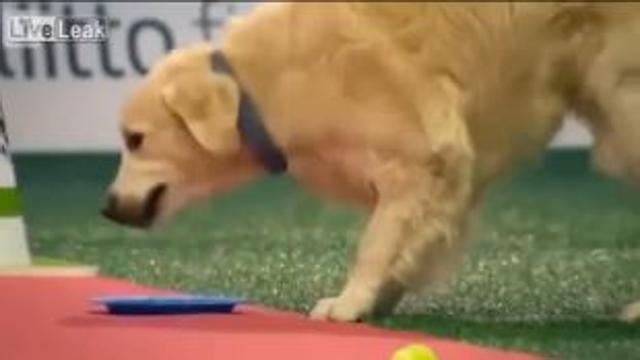 Il cane pasticcione che al concorso fa quello che vuole