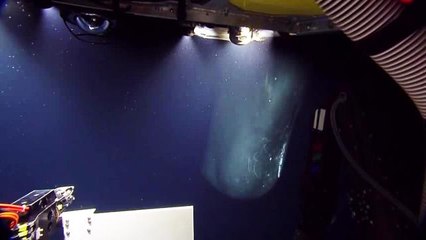 L’incontro  tra  sottomarino e  capodoglio  in fondo al mare