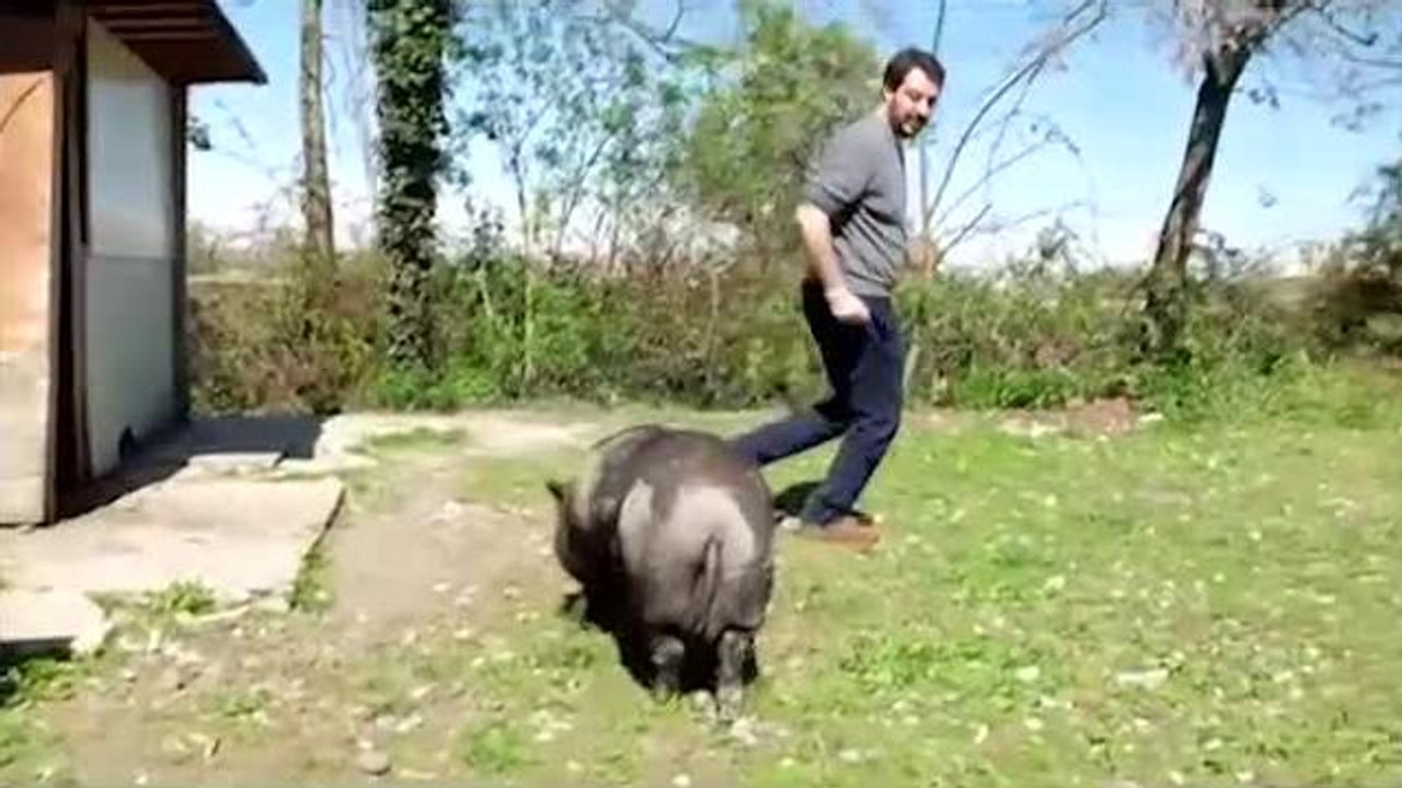 Matteo Salvini al campo rom alle prese con un maiale arrabbiato