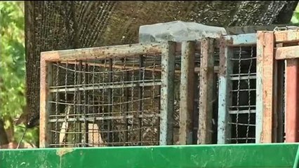Orsi portati via dal Tempio, i monaci si ribellano