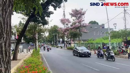 Bunga Tabebuya Bermekaran Sepanjang Kemang Raya, Estetik Bernuansa Seperti di Jepang