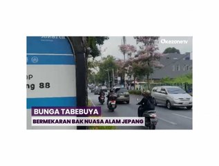 Bunga Tabebuya Tumbuh dan Mekar Sepanjang Jalan Kemang Raya, Nuansanya Seperti di Jepang