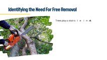 Expert Tree Removal Transforming Landscapes in Las Vegas