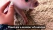 Micro Pigs: The Tiny Pets That Are Taking the World by Storm
