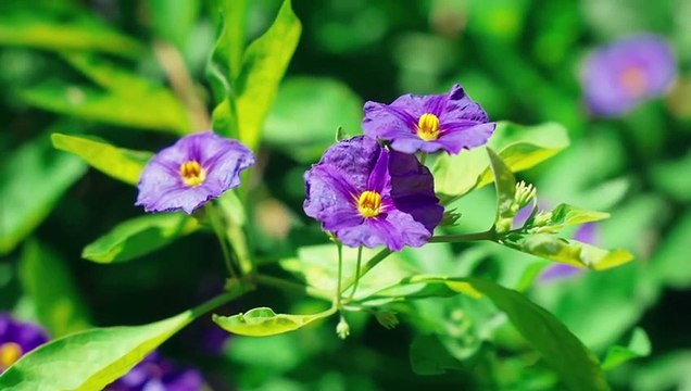 8-Minute Guided Meditation, Garden Visualization, Relaxing Music, Meditation, Female Voice ☯3800