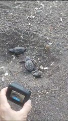 27 bébés tortues déjà sortis du nid de Porquerolles