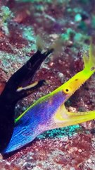 Moray Eels Hanging Out