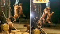 Video hilarante: no dejes ropa en el tendedero cerca de estos perros