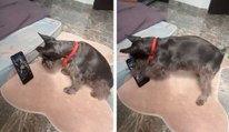 Dueño olvida el móvil y el perrito ve sitios subidos de tono en un video muy gracioso