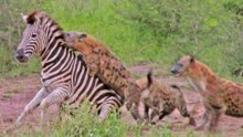 HYENAS EAT ZEBRA WHILE IT TRIES TO ESCAPE