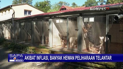Inflasi di Jerman, Banyak Hewas Peliharaan Terlantar, Pemilik Tak Sanggup Merawat!