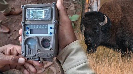 লুপ্ত হয়ে যাচ্ছে বাংলার একাধিক বন্যপ্রাণী, তাদের বাঁচাতে কী উদ্যোগ বন দফতরের?