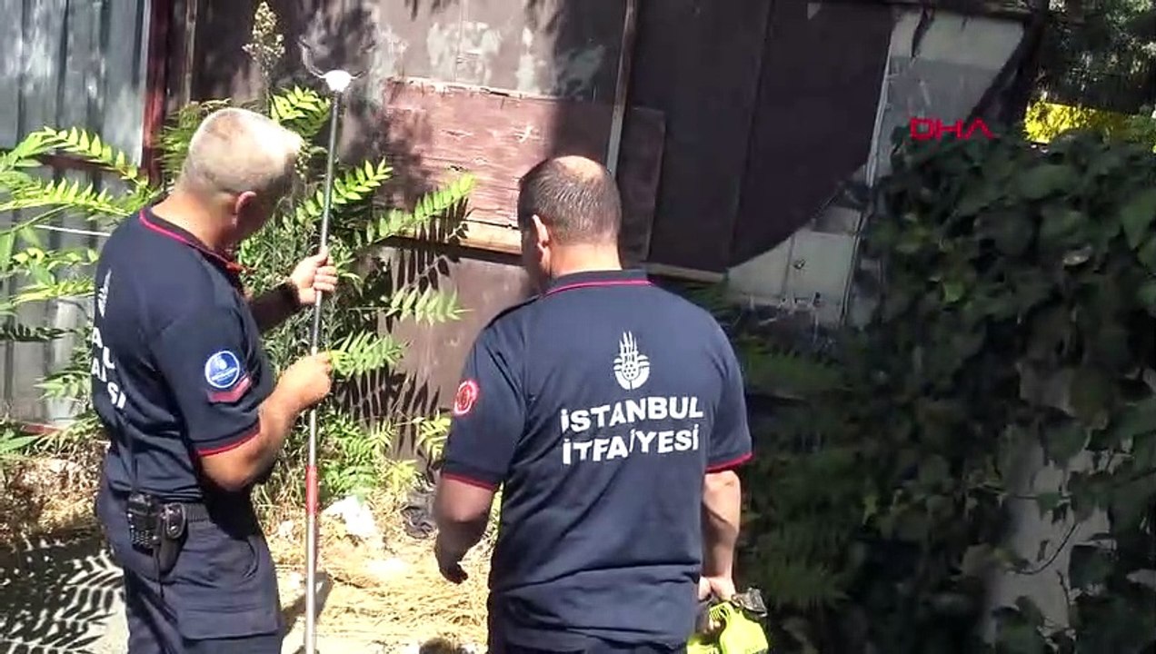 Avcılar'da 1 Metre Uzunluğundaki Yılan İtfaiye Tarafından Yakalandı